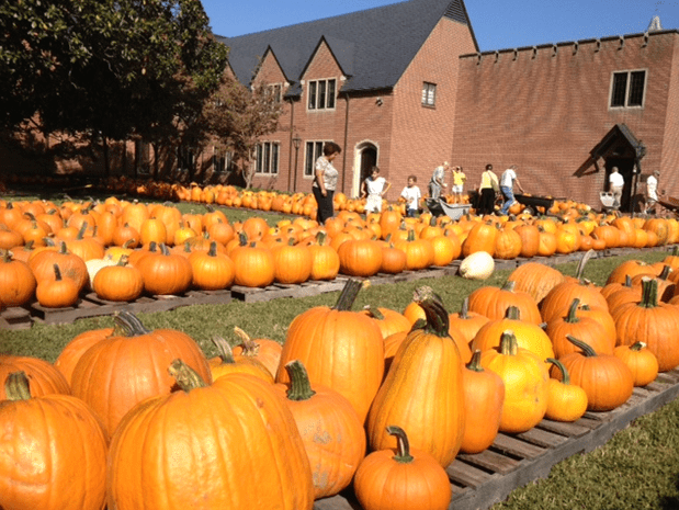 pumpkin patch image